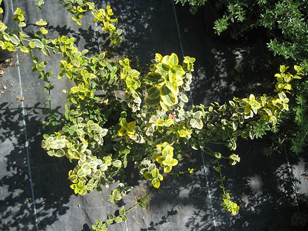 Hydrangea Petiolaris 