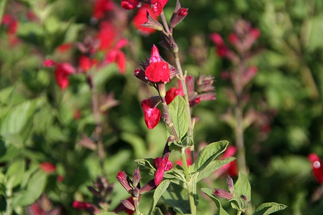 Salvia Grahami Royal Red