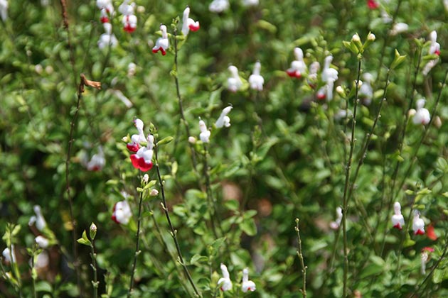 Salvia macrophylla Hot Lips