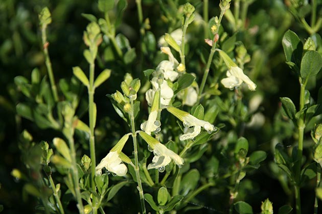 Salvia macrophylla Melen