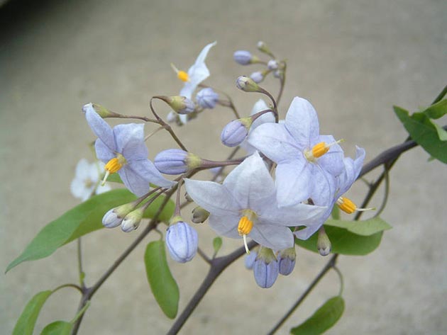 Solanum Yasminoides