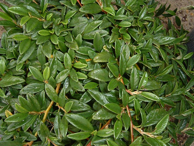 Cotoneaster Salicifolia Gnom