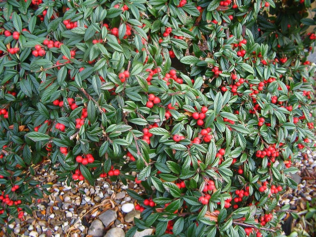 Cotoneaster Salicifolia Repens