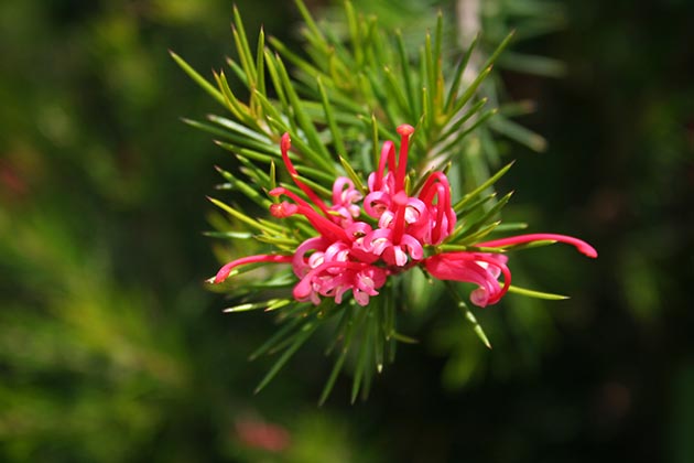 Grevillea Rosmarinifolia